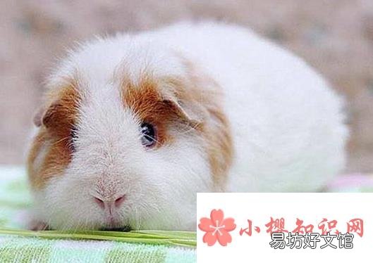 荷兰猪怀孕怎么办?