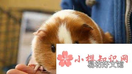 荷兰猪怀孕怎么办?