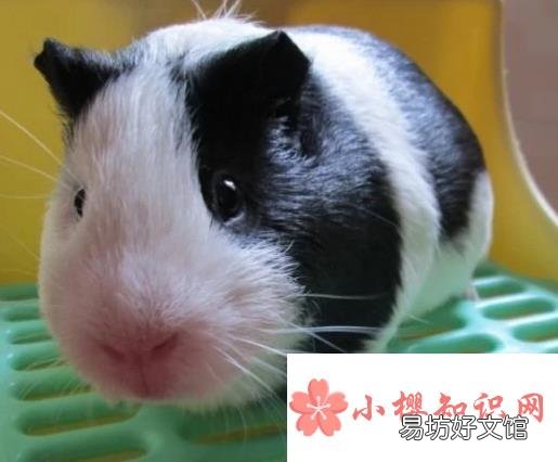 荷兰猪怀孕怎么办?