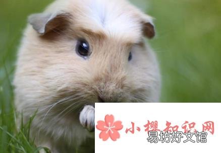 荷兰猪怀孕怎么办?