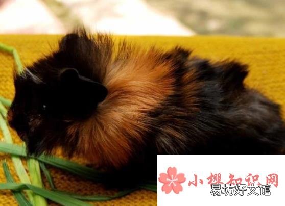 荷兰猪怀孕怎么办?