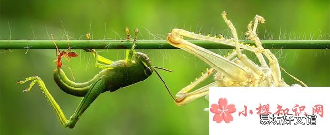 为什么昆虫会蜕皮？