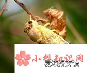 为什么昆虫会蜕皮？