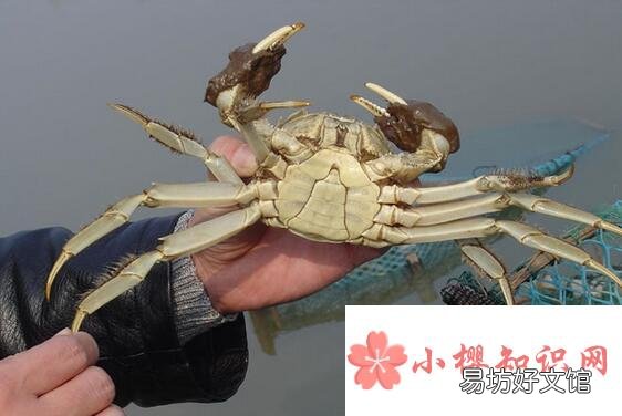 螃蟹怎么养殖