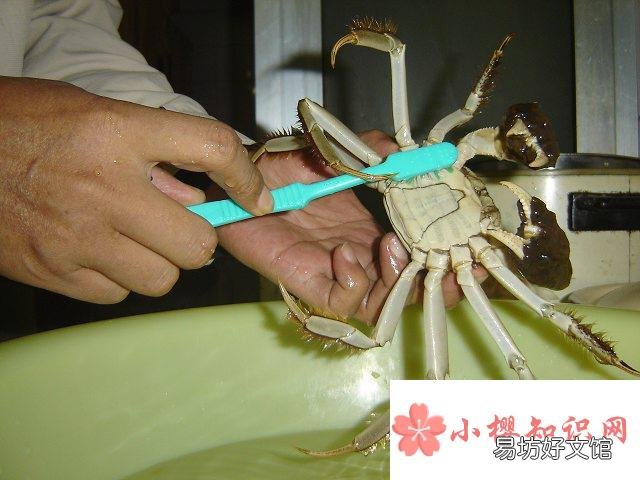 螃蟹怎么养殖