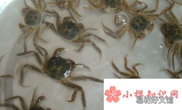 螃蟹怎么养殖