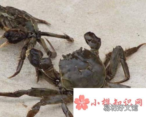螃蟹怎么养殖