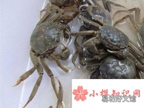 螃蟹怎么养殖