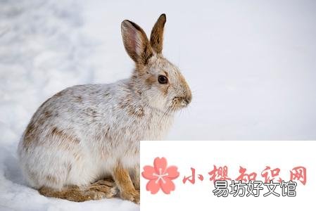 为什么雪兔会变色?