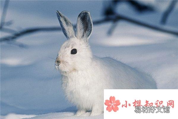 为什么雪兔会变色?