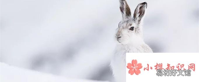 为什么雪兔会变色?