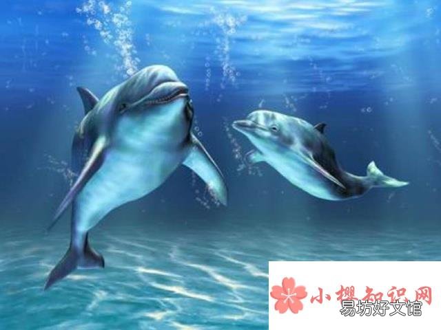 为什么海豚不睡觉?