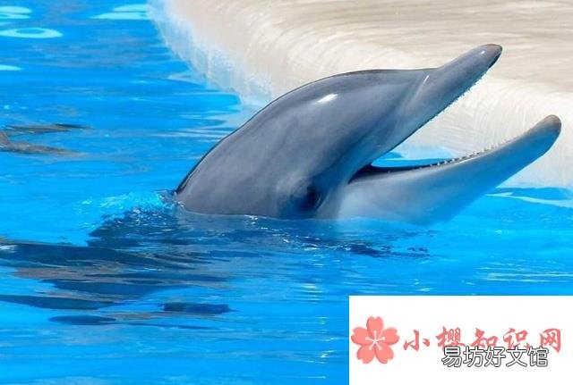 为什么海豚不睡觉?