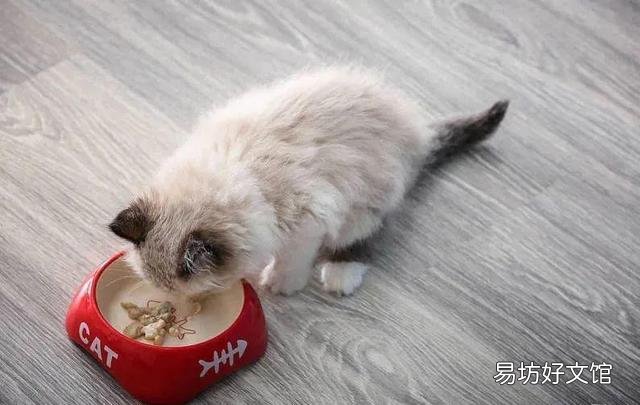 猫换牙的时间是从几个月开始(猫换牙过程图解)
