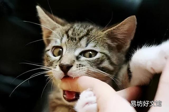 猫换牙的时间是从几个月开始(猫换牙过程图解)