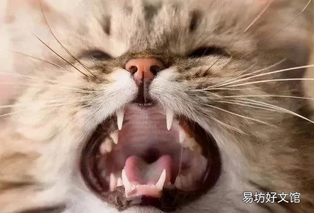 猫换牙的时间是从几个月开始(猫换牙过程图解)