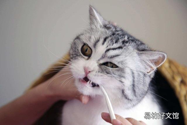 猫换牙的时间是从几个月开始(猫换牙过程图解)