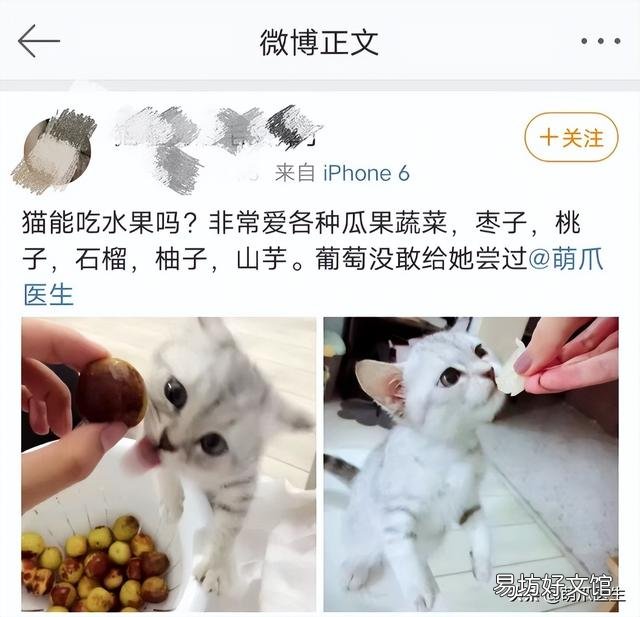 猫可以吃水果吗(宠物猫可以吃水果吗)