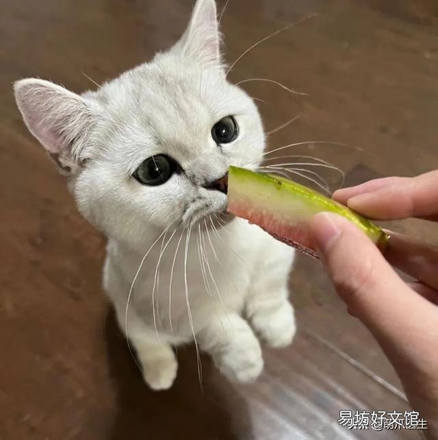 猫可以吃水果吗(宠物猫可以吃水果吗)