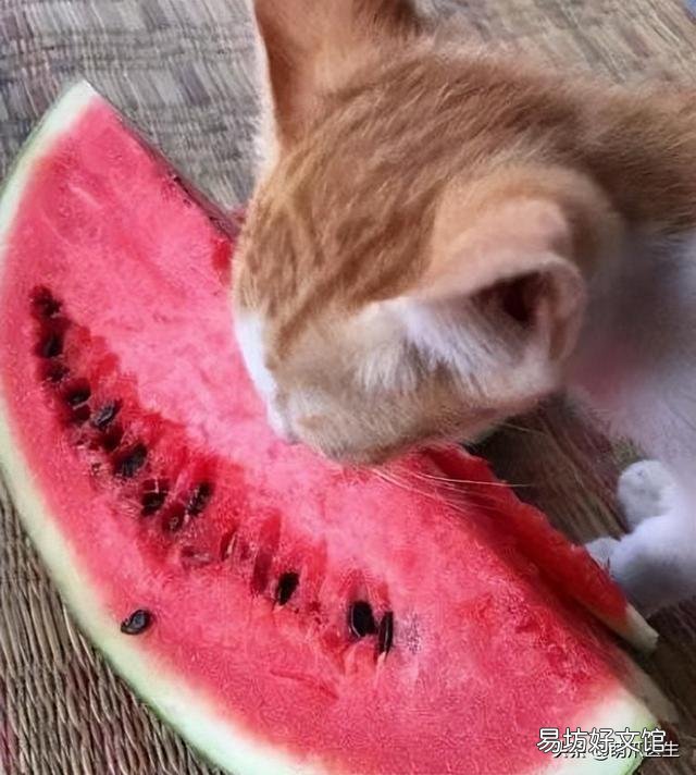 猫可以吃水果吗(宠物猫可以吃水果吗)