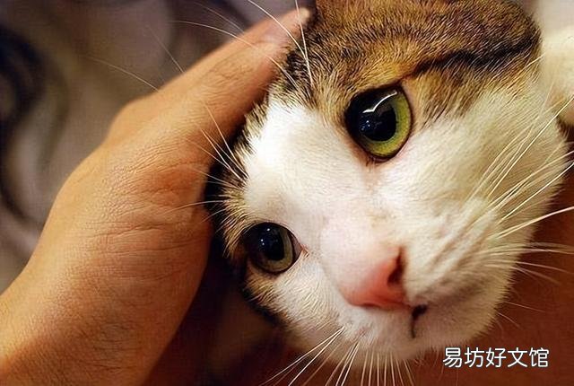 猫会来月经吗(猫会来月经吗流血)