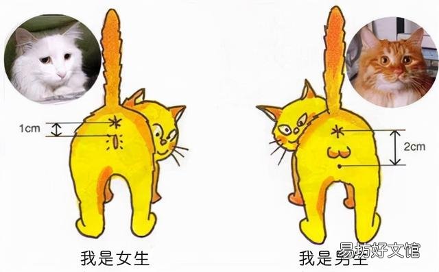 猫会来月经吗(猫会来月经吗流血)