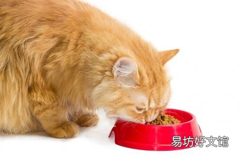 猫条什么牌子好(猫条什么牌子好又便宜)