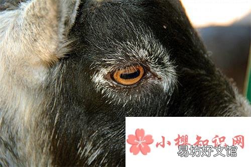 羊的瞳孔为什么是方的？