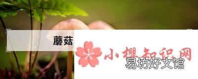 蘑菇是不是越贵越好