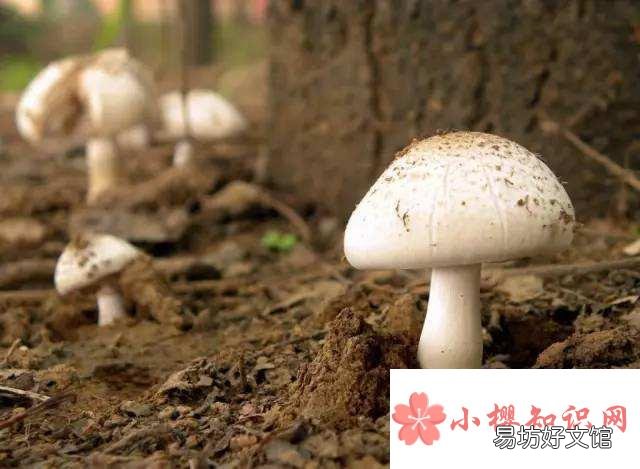 蘑菇是不是越贵越好