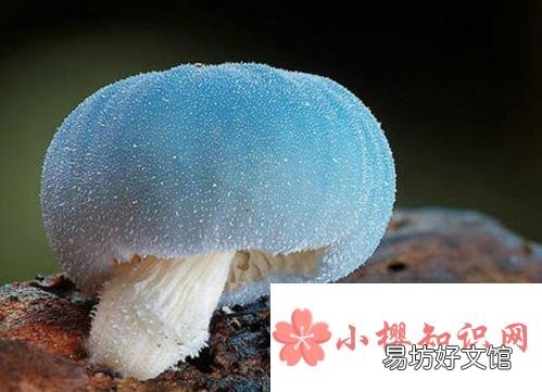 蘑菇是不是越贵越好
