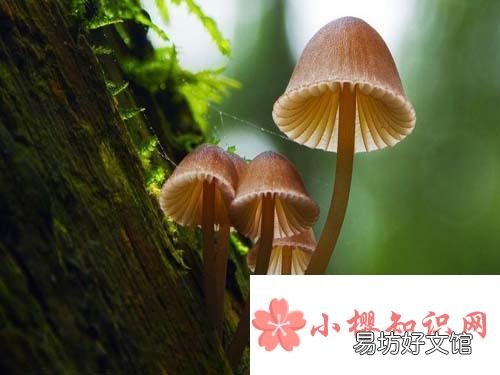 蘑菇是不是越贵越好