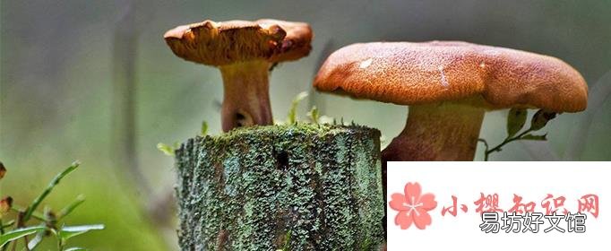 蘑菇是不是越贵越好