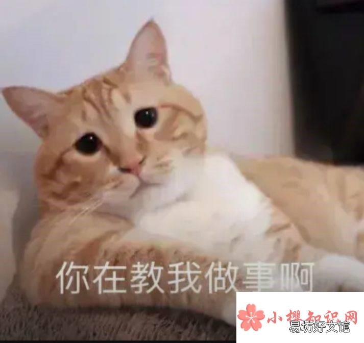 “你在教我做事？”是什么梗？