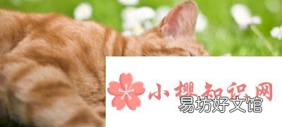 橘猫多少钱一只?