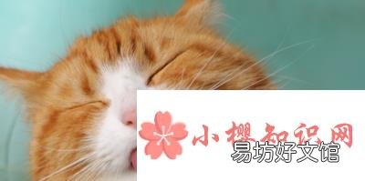 橘猫多少钱一只?