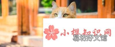 橘猫多少钱一只?