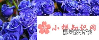蓝色妖姬的花语是什么意思？