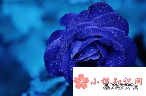 蓝色妖姬的花语是什么意思？