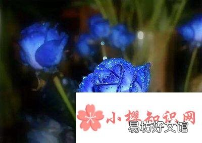 蓝色妖姬的花语是什么意思？