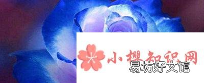 蓝色妖姬的花语是什么意思？