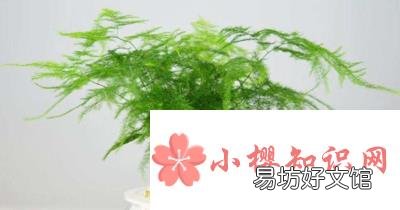 文竹叶子发黄怎么挽救?