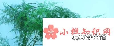 文竹叶子发黄怎么挽救?