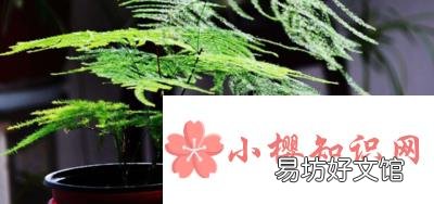 文竹叶子发黄怎么挽救?