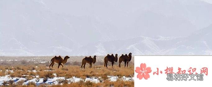 野骆驼种群在中国哪里?