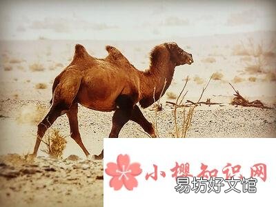 野骆驼种群在中国哪里?