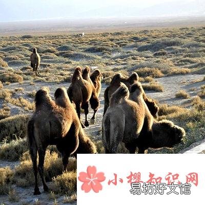 野骆驼种群在中国哪里?