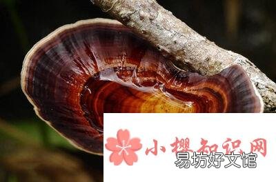 灵芝不适合什么人吃?