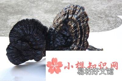 灵芝不适合什么人吃?
