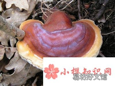 灵芝不适合什么人吃?